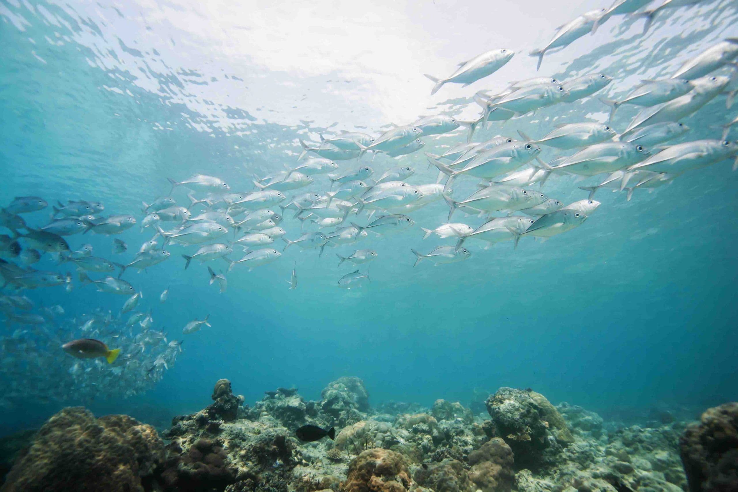 Operation Clean Sweep: Jakten på havfruetårene